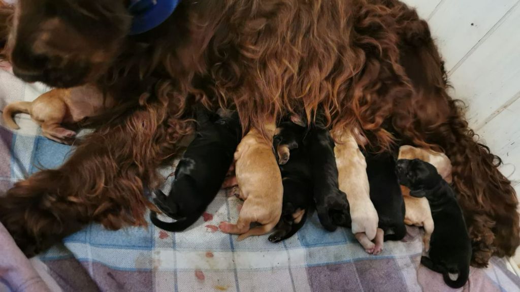 Du Pech De La Ginestelle - chiot Cocker Spaniel Anglais nées le 22 juin 2023