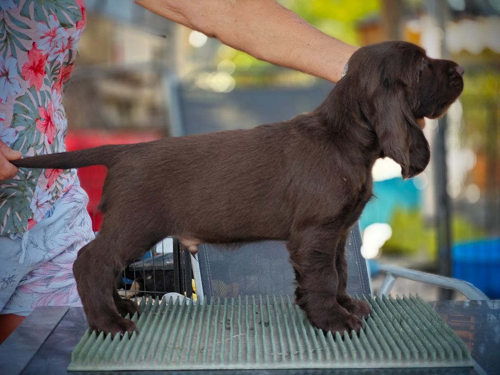 Du Pech De La Ginestelle - Chiot disponible  - Field Spaniel