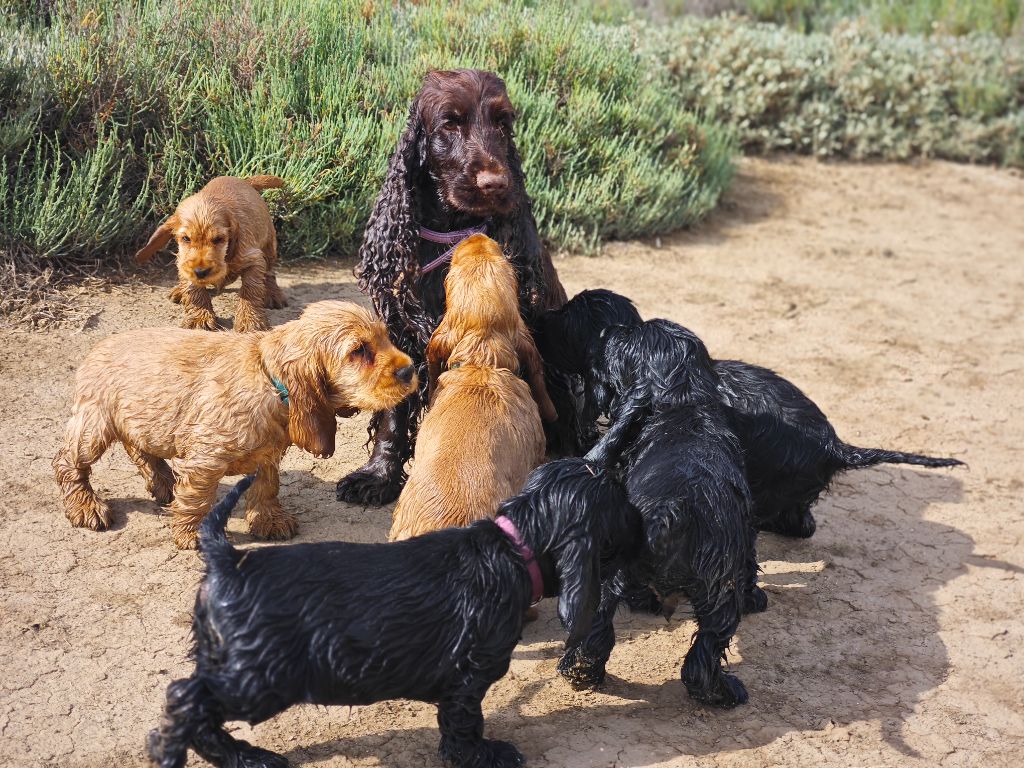 chiot Cocker Spaniel Anglais Du Pech De La Ginestelle