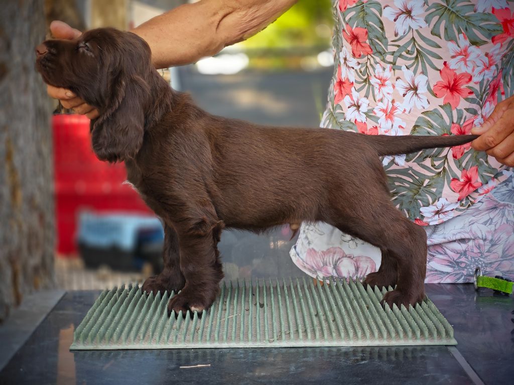 Du Pech De La Ginestelle - Chiot disponible  - Field Spaniel