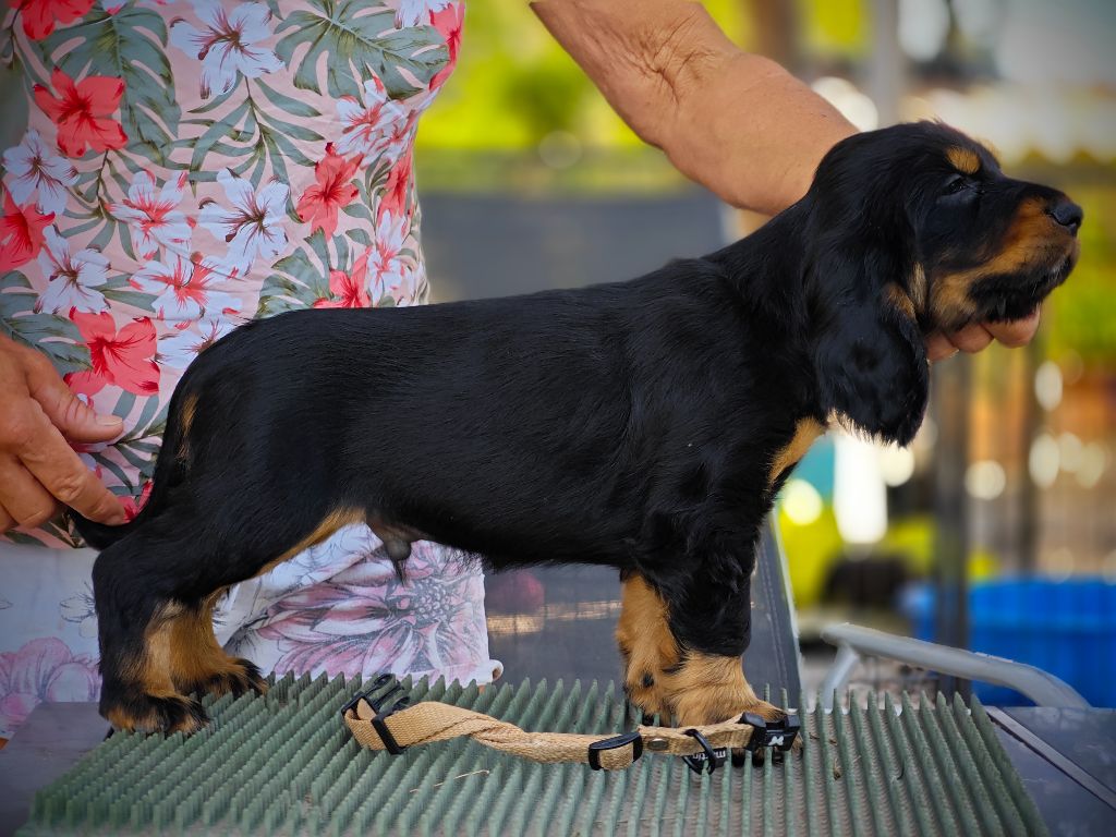 Du Pech De La Ginestelle - Chiot disponible  - Field Spaniel