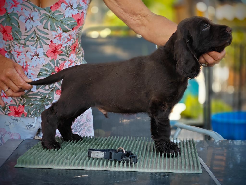 Du Pech De La Ginestelle - Chiot disponible  - Field Spaniel