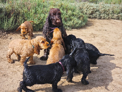 Du Pech De La Ginestelle - Cocker Spaniel Anglais - Portée née le 14/04/2024