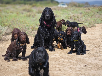 Du Pech De La Ginestelle - Field Spaniel - Portée née le 26/04/2024