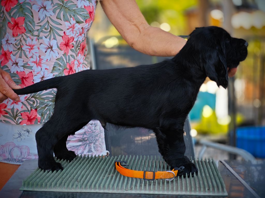 Du Pech De La Ginestelle - Chiot disponible  - Field Spaniel