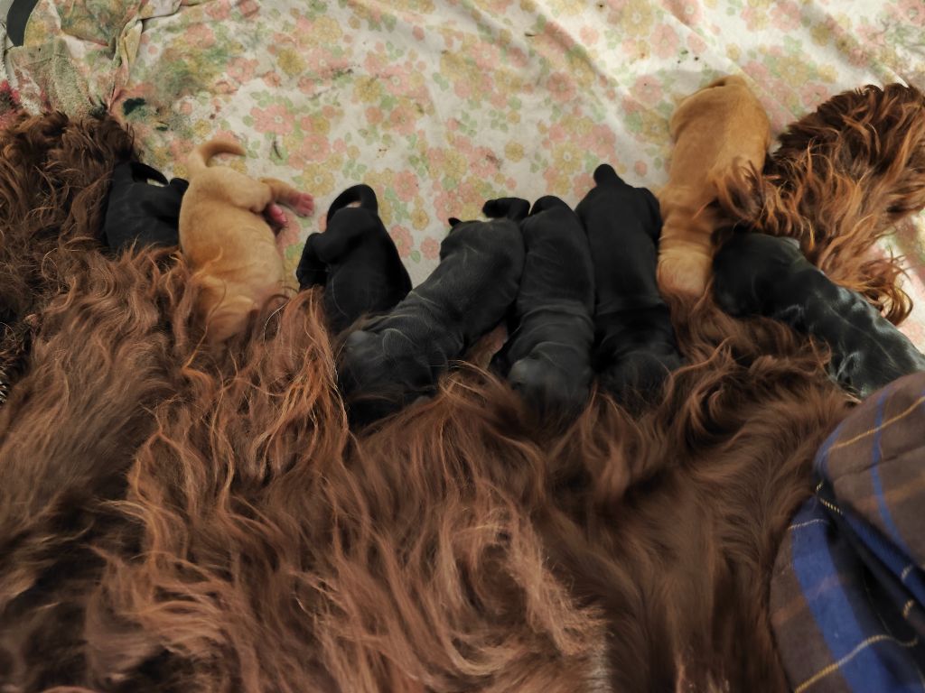 Du Pech De La Ginestelle - naissance d'une portée de 9 chiots Cocker