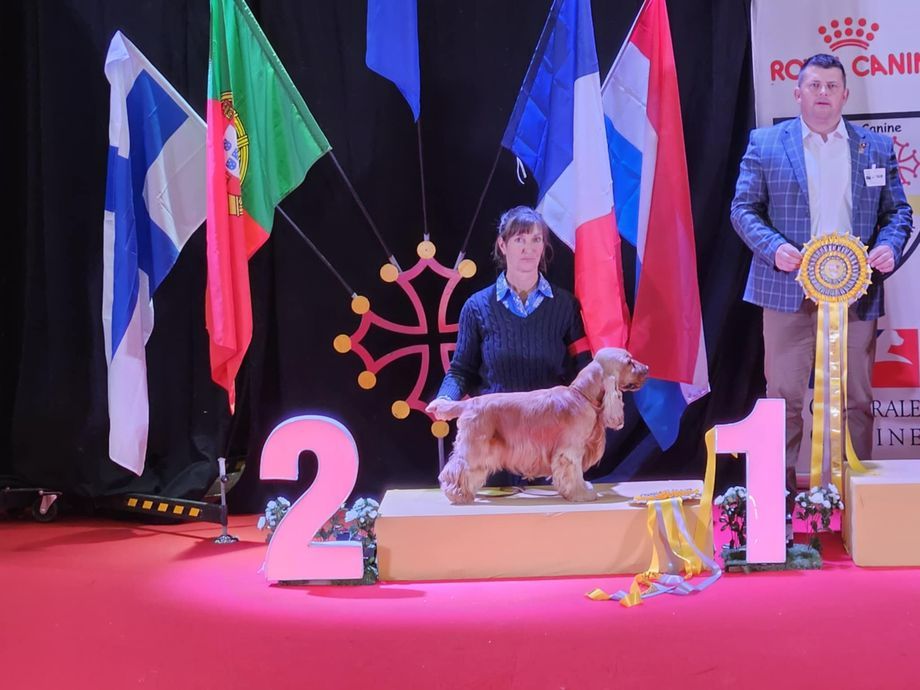 9 bébés Cocker, nés le 3 avril 2025