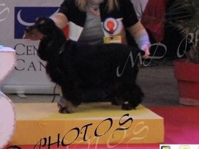 Chiot Cocker Spaniel Anglais Du Pech De La Ginestelle