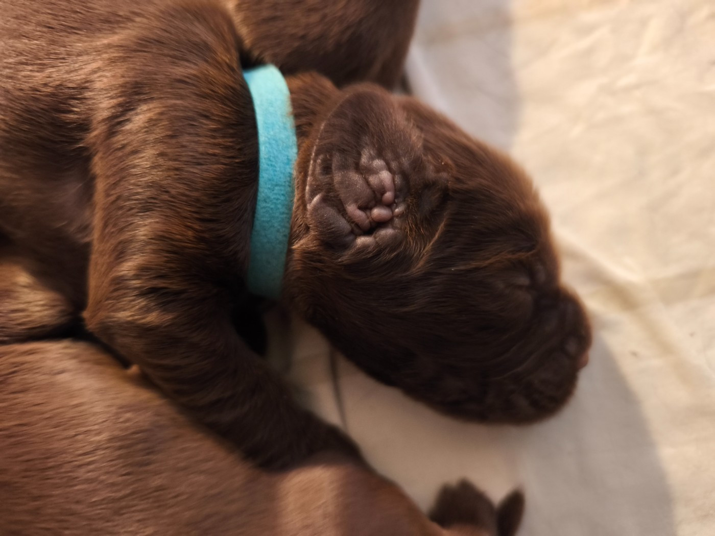 Du Pech De La Ginestelle - Chiots disponibles - Field Spaniel