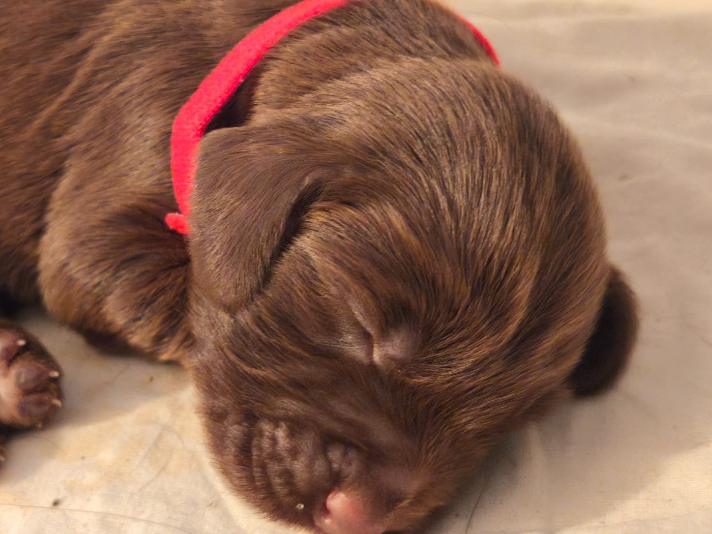 Du Pech De La Ginestelle - Chiots disponibles - Field Spaniel