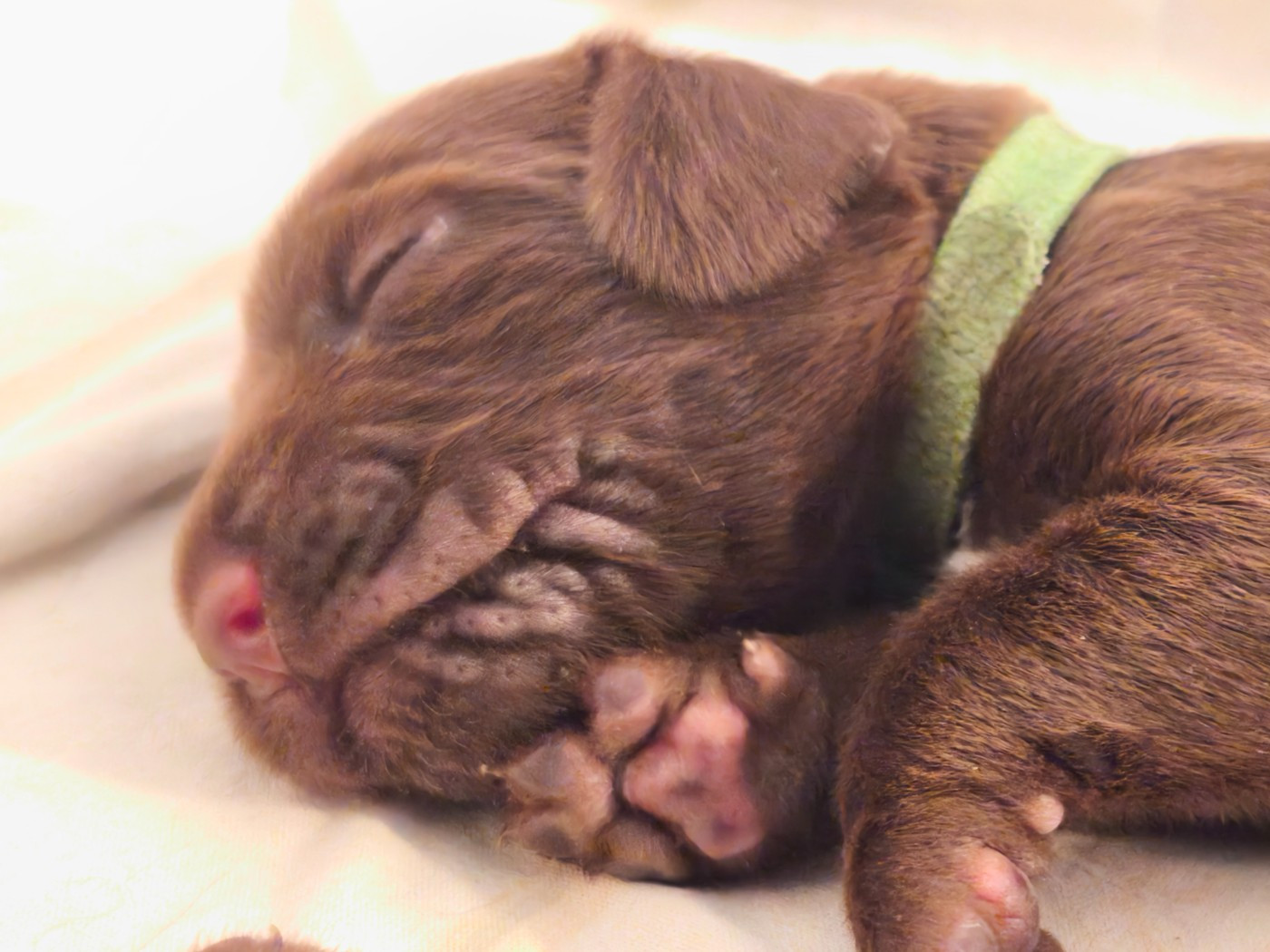 Du Pech De La Ginestelle - Chiots disponibles - Field Spaniel