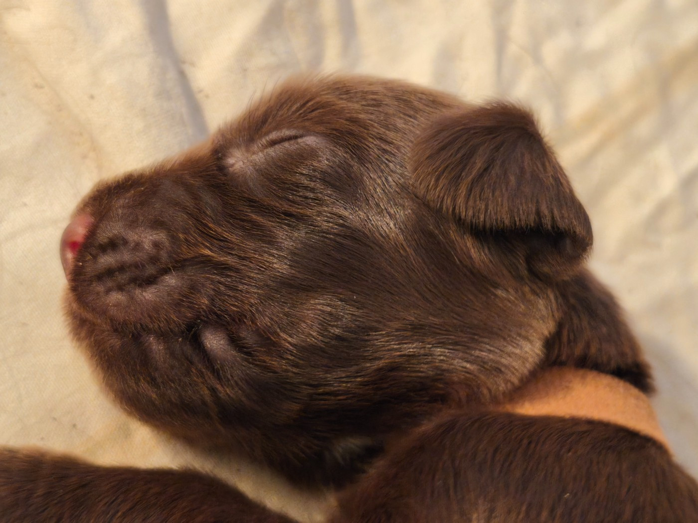 Du Pech De La Ginestelle - Chiots disponibles - Field Spaniel