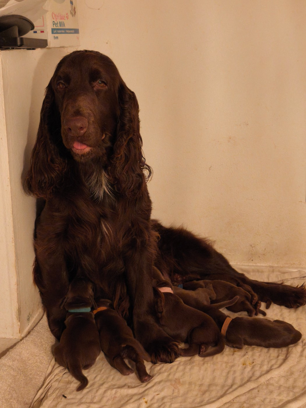 Chiot Field Spaniel Du Pech De La Ginestelle