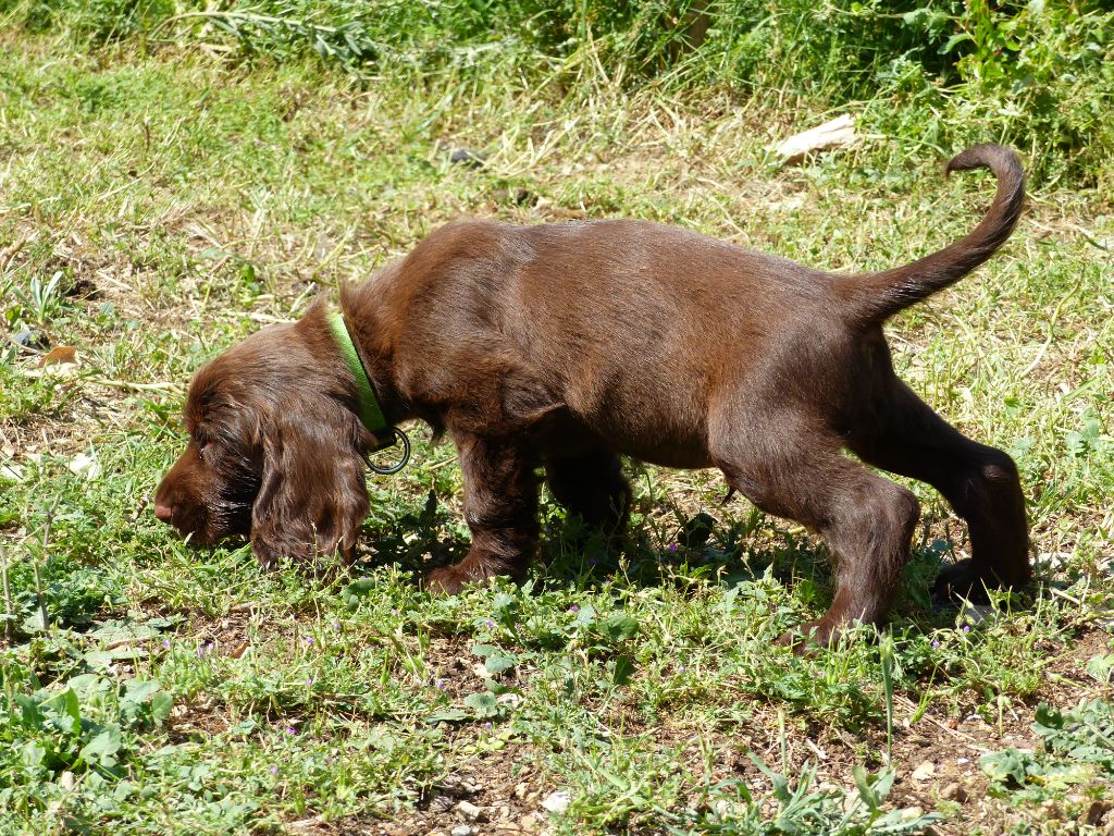 Du Pech De La Ginestelle - Chiots disponibles - Field Spaniel