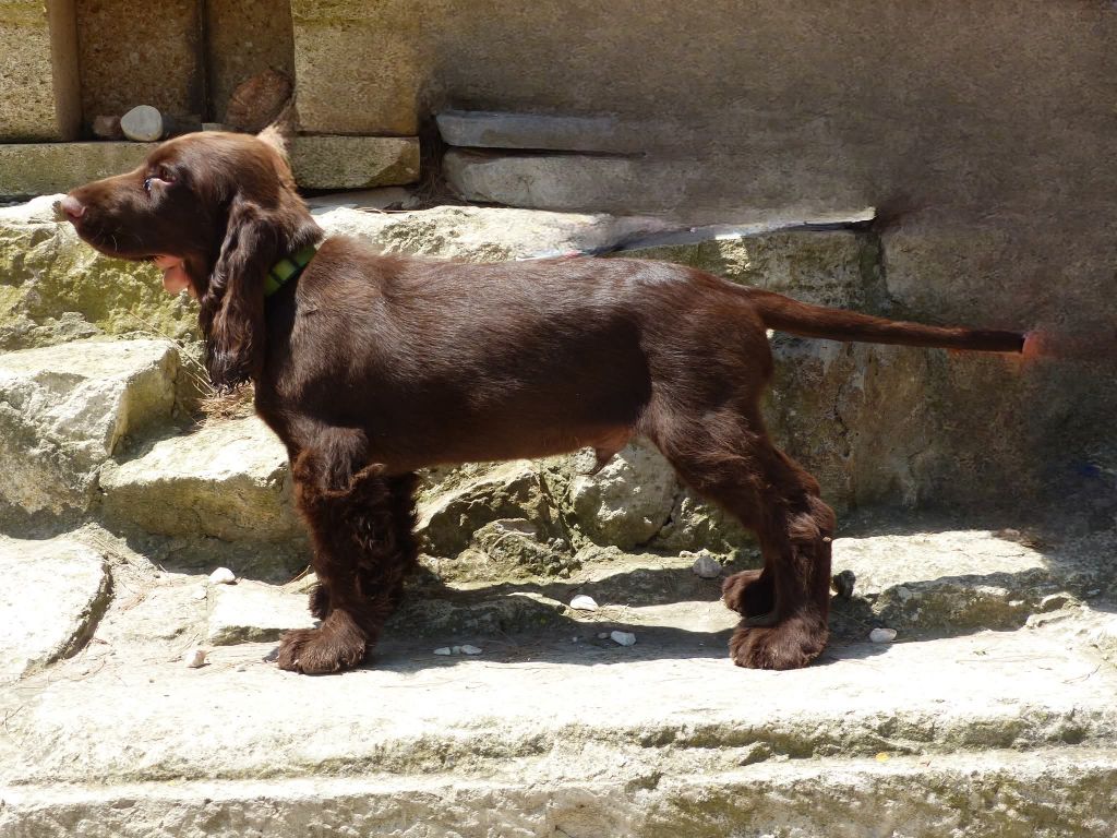 Du Pech De La Ginestelle - Chiots disponibles - Field Spaniel