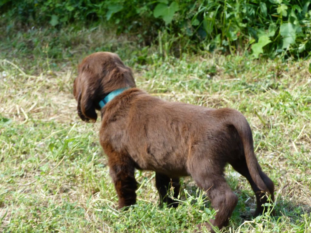 Du Pech De La Ginestelle - Chiots disponibles - Field Spaniel