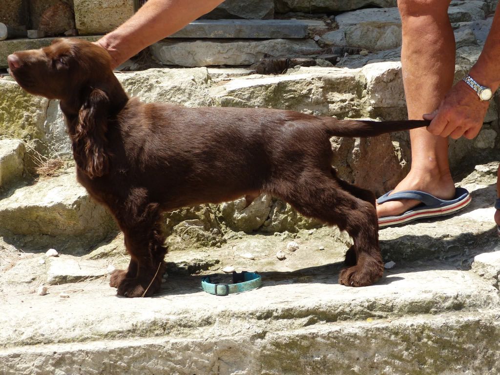 Du Pech De La Ginestelle - Chiots disponibles - Field Spaniel