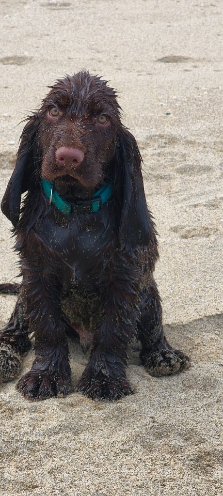 Du Pech De La Ginestelle - Chiots disponibles - Field Spaniel