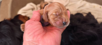CHIOT 2