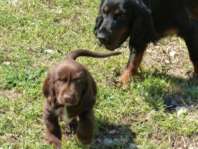 CHIOT 3