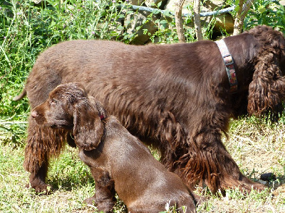 CHIOT 5