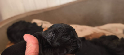 CHIOT 8