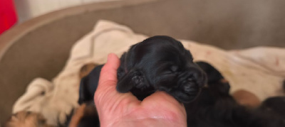 CHIOT 6