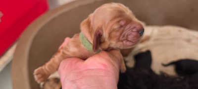 CHIOT 1