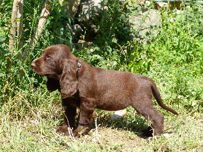 CHIOT 6