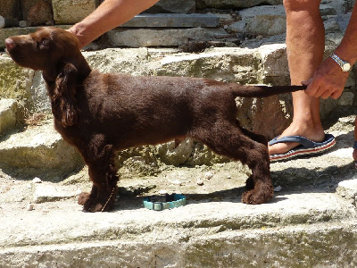 CHIOT 2