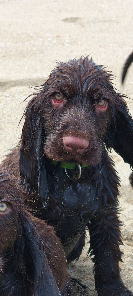 Du Pech De La Ginestelle - Chiots disponibles - Field Spaniel